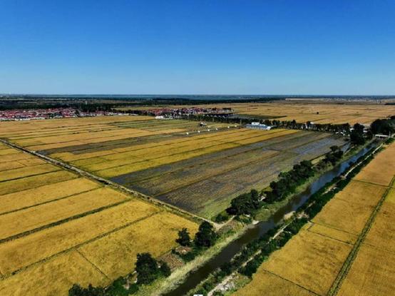 图为在辽宁省盘锦市大洼区，一望无际的稻田。受访者供图