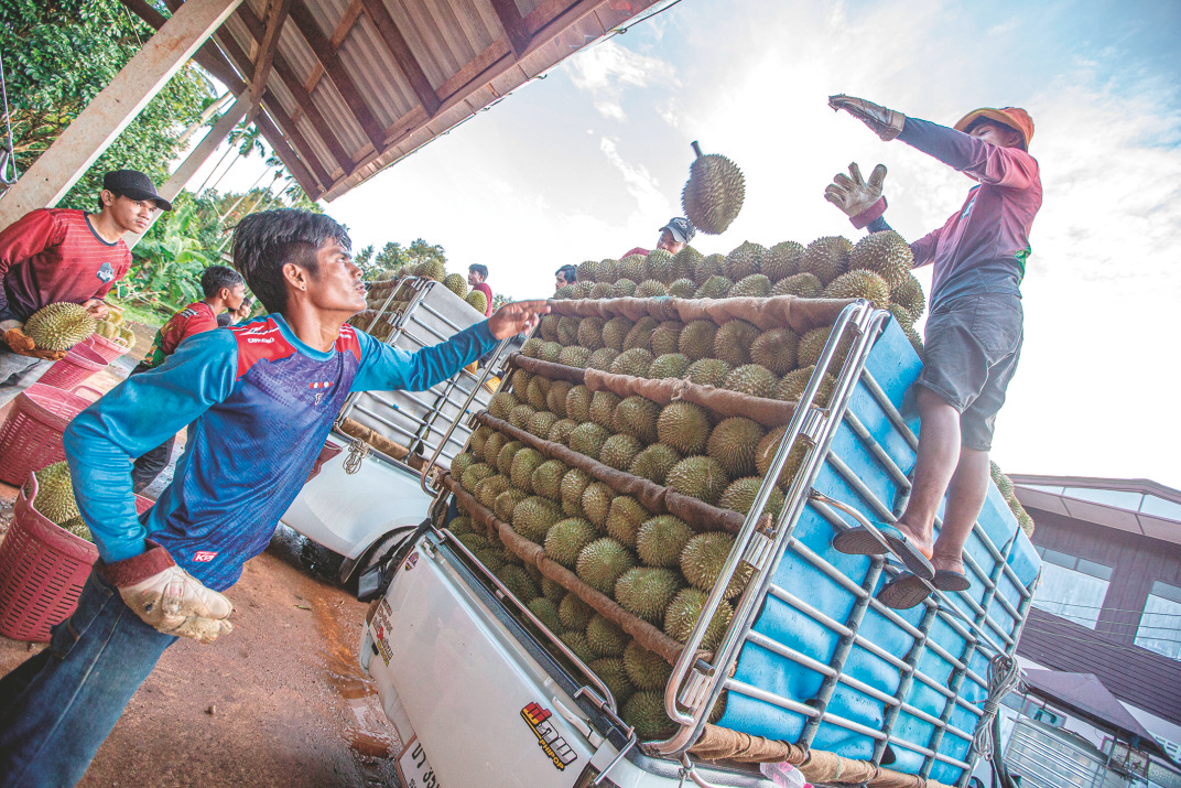 东盟榴莲的跨境之旅|榴莲_新浪财经_新浪网