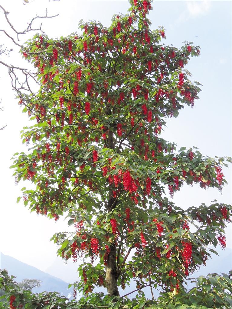野生山桐子树图片图片