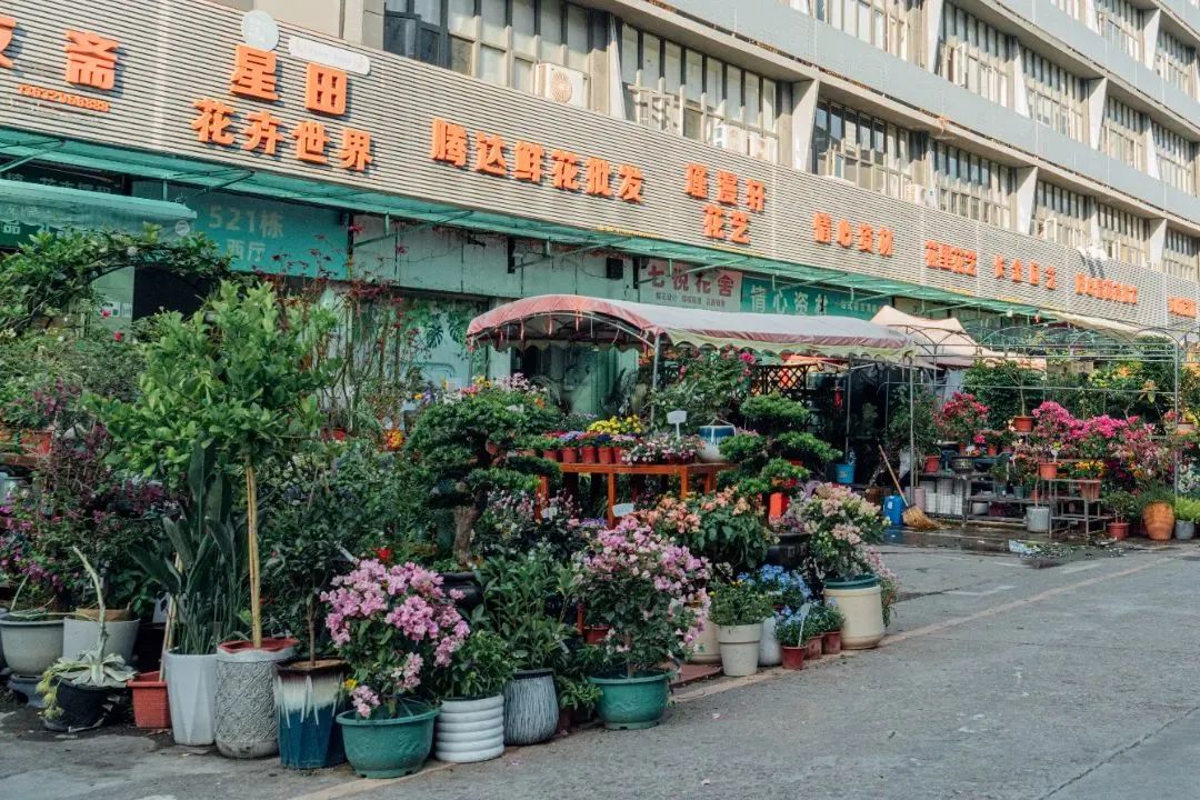 探深exploreshenzhen有一种热爱生活叫花卉市场