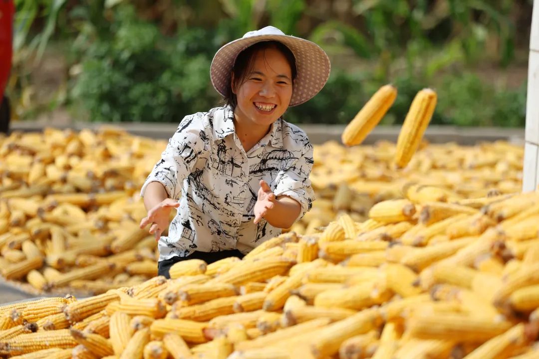 9月13日,山东省临沂市郯城县郯城街道陵坡村村民在整理收获的玉米.