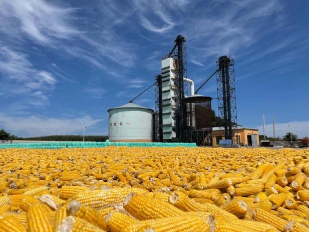 图为在辽宁省昌图县东兴村，丰收的鲜食玉米堆放在院内。 新华记者 武江民 摄