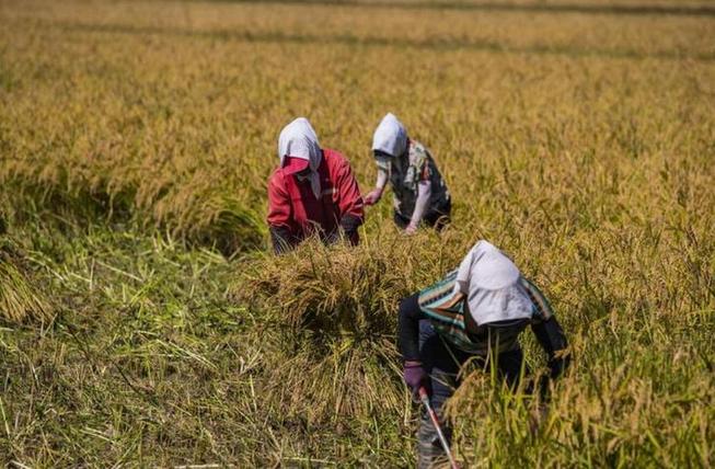 图为在盘锦市大洼区高坎村，农户在收割水稻。 受访者供图