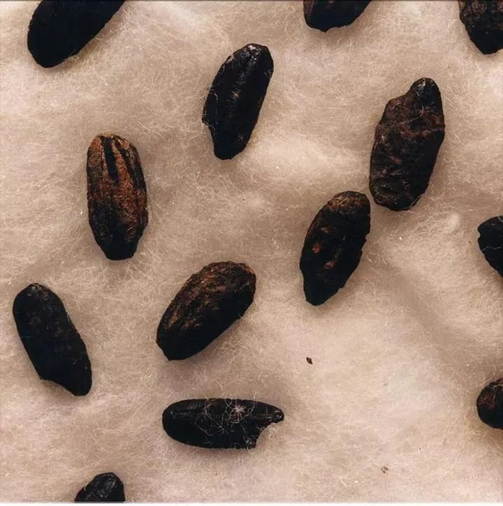 龙虬庄遗址出土的炭化稻.受访者供图