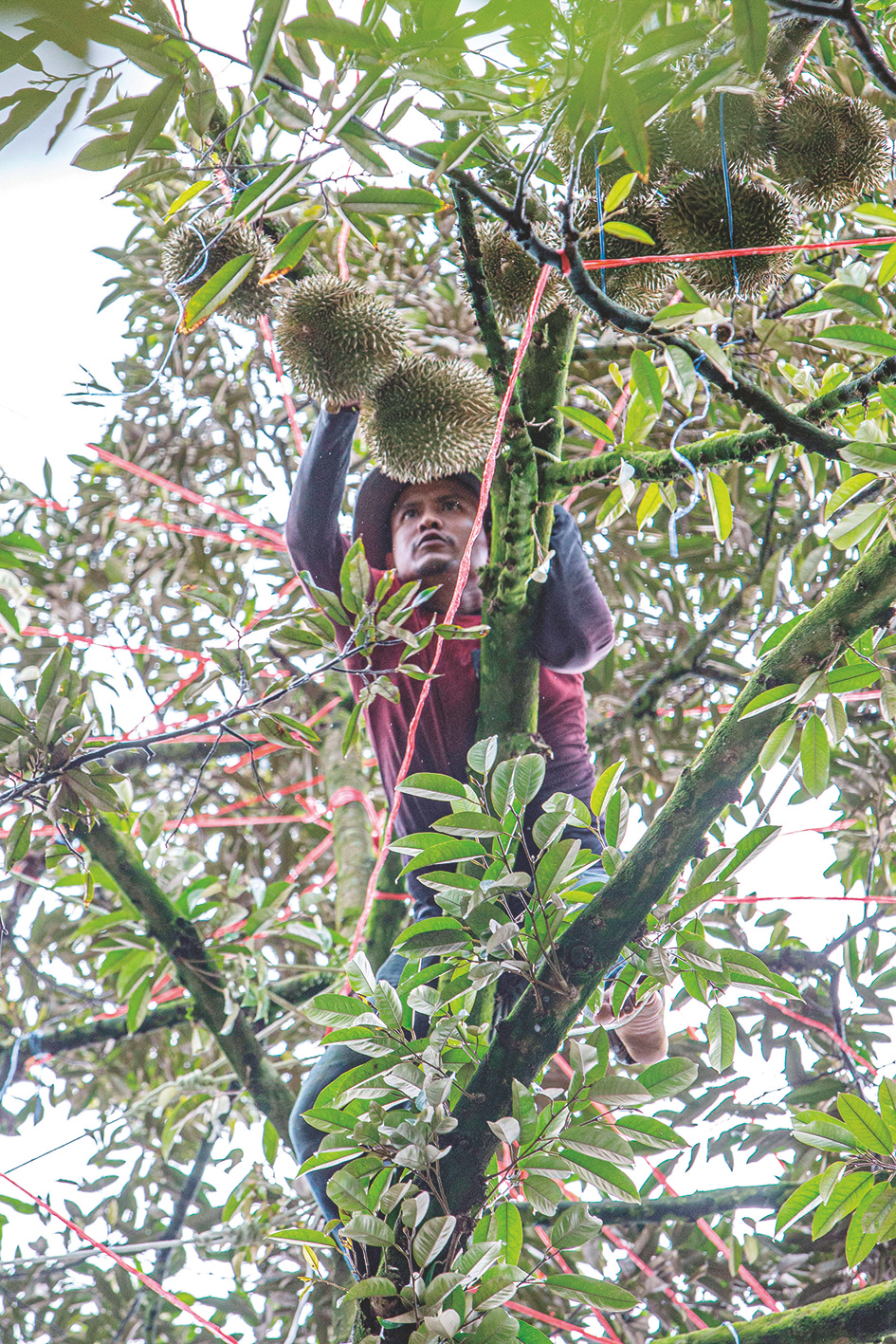 &nbsp;&nbsp;&nbsp;▲在泰国春蓬府一处果园内,工人在树上采摘榴莲