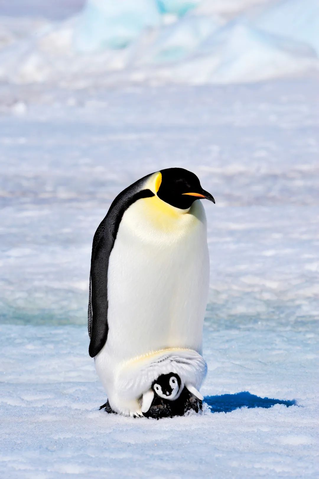 679000只宝宝死亡,帝企鹅在消失__财经头条