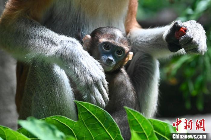 9月23日,广州长隆新生长鼻猴宝宝"森怡"依偎在母亲怀里.