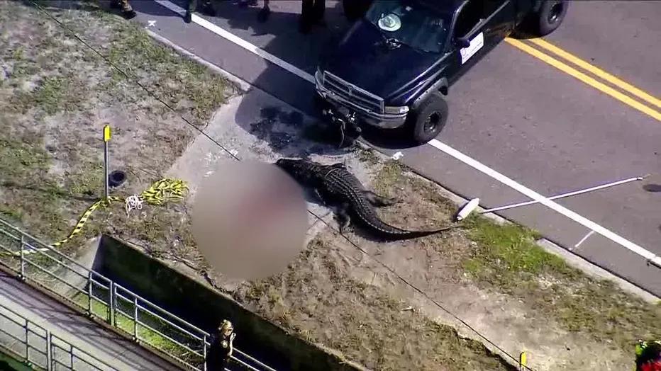 4米多长巨型鳄鱼被发现在路边吃人现场有一大摊血受害者身份已确认