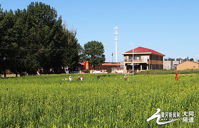 图为大同市云州区万亩黄花种植基地.