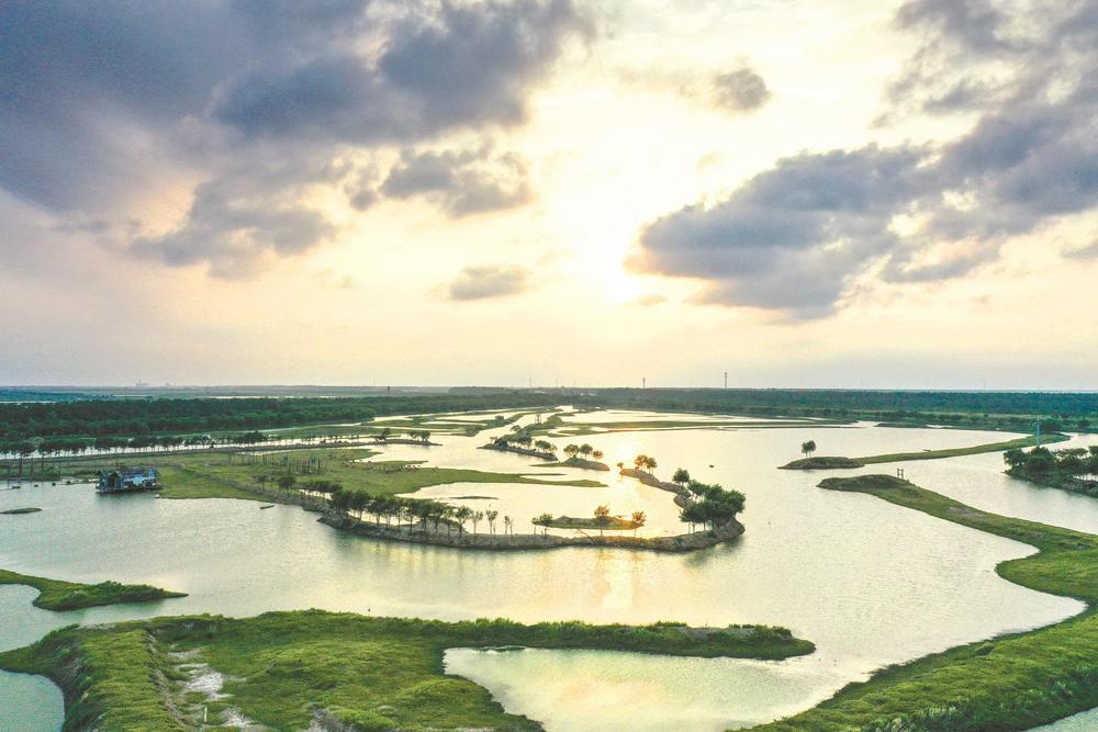 这是位于江苏盐城的大丰麋鹿国家级自然保护区野鹿荡景色(2023年8月20