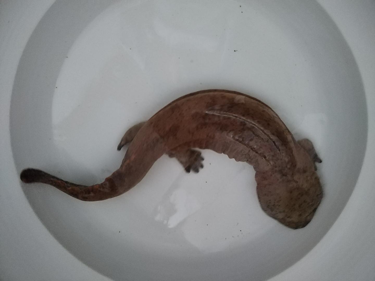 "天价"养殖娃娃鱼跌下神坛调查②:实地探访"中国大鲵之乡"汉中,上万户