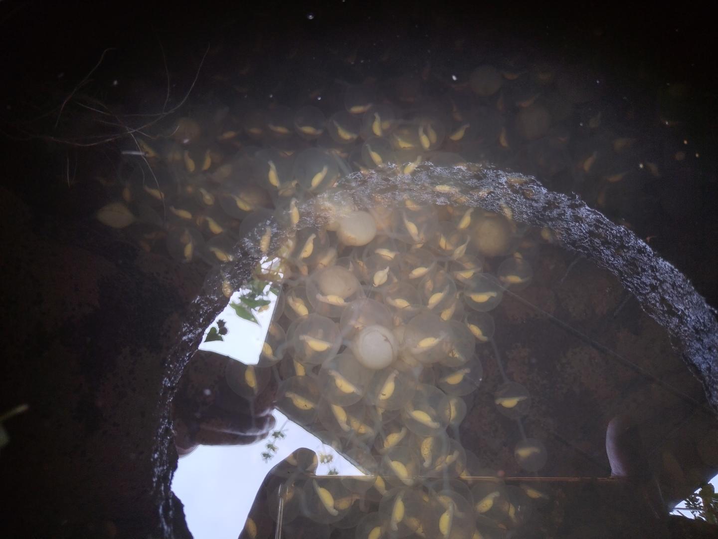 天价养殖娃娃鱼跌下神坛调查②实地探访中国大鲵之乡汉中上万户养殖户