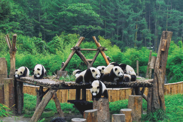 四川卧龙大熊猫基地图片