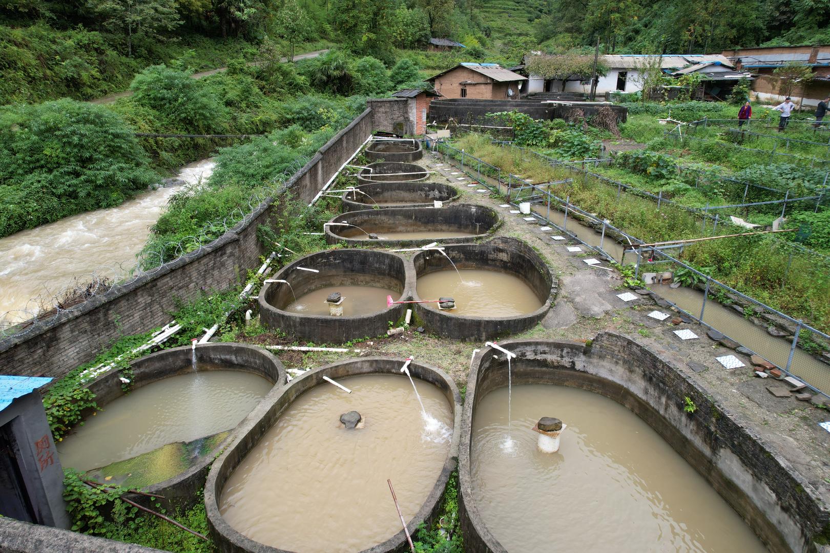 位于龙头山下的娃娃鱼繁育基地&nbsp;&nbsp;红星新闻记者 王明平闵 