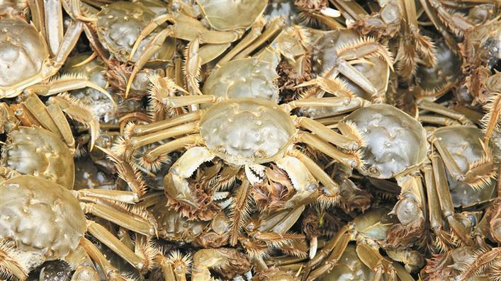 捕捞上来的十师一八三团中华绒螯蟹个头较大,色泽鲜亮(摄于9月4日).