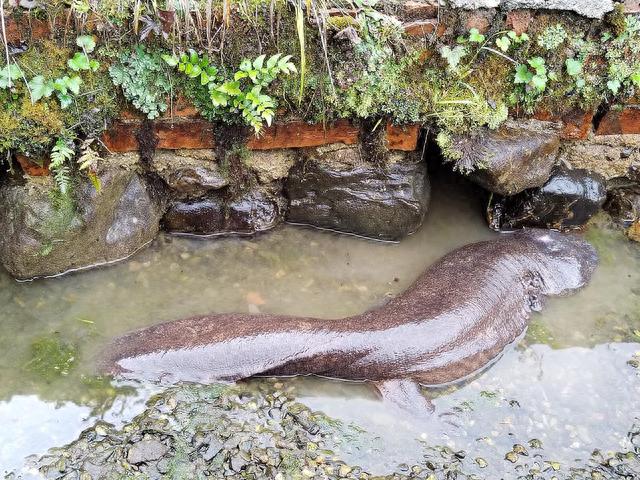 "天价"养殖娃娃鱼跌下神坛调查②:实地探访"中国大鲵之乡"汉中,上万户