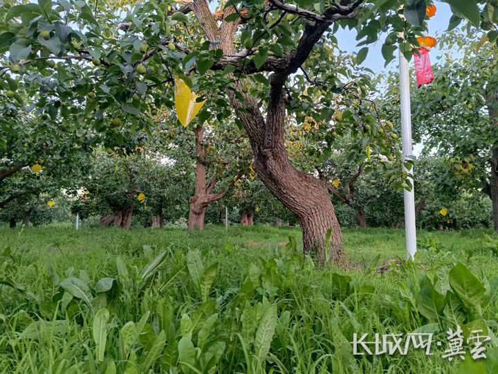 赵县古梨树.河北省农业农村厅 供图