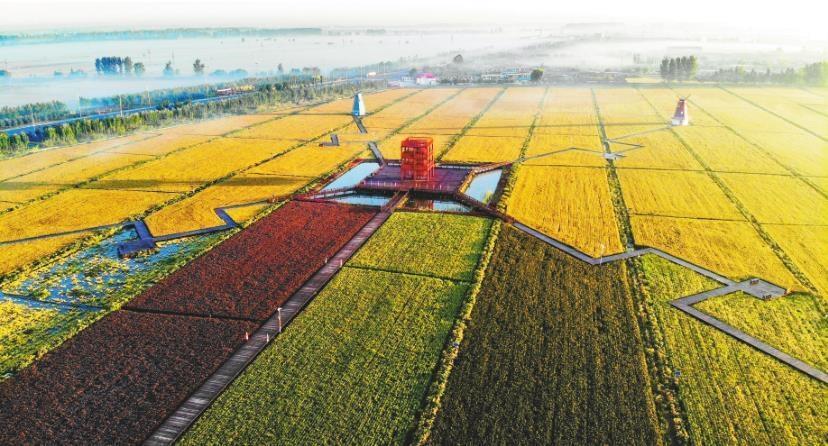 盘山县陈家镇四家子村的田野上,一派喜人的丰收景象.潘 轩 摄