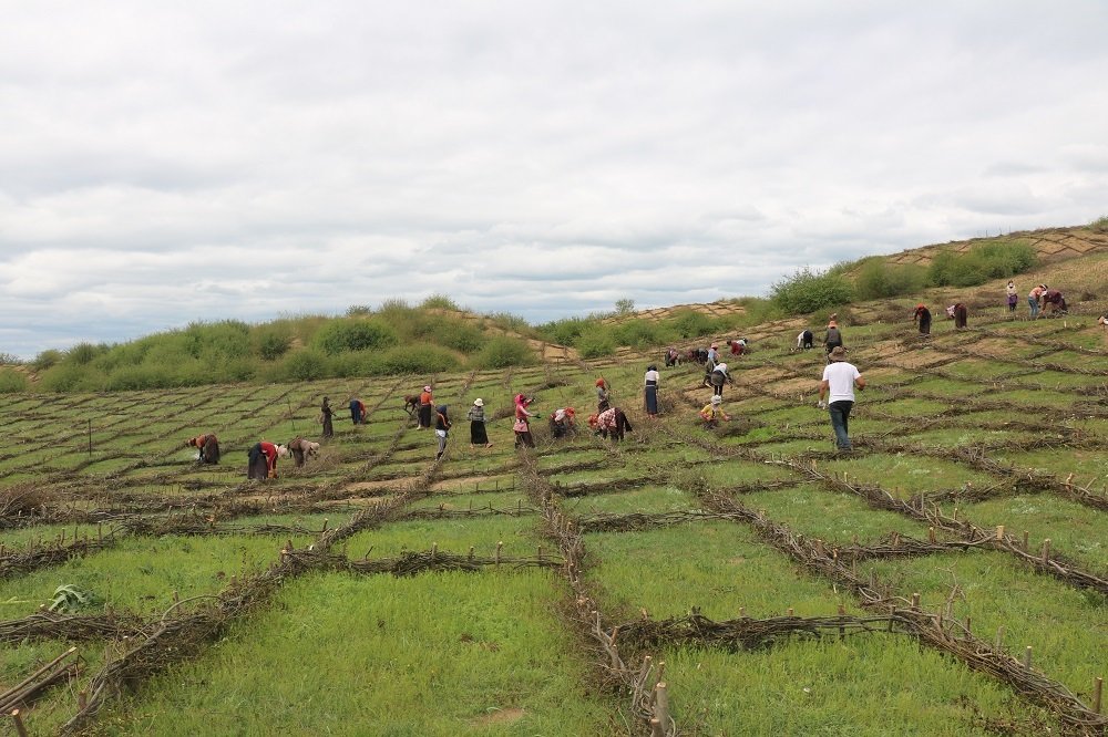 高山柳沙障.(阿坝州林草局供图)