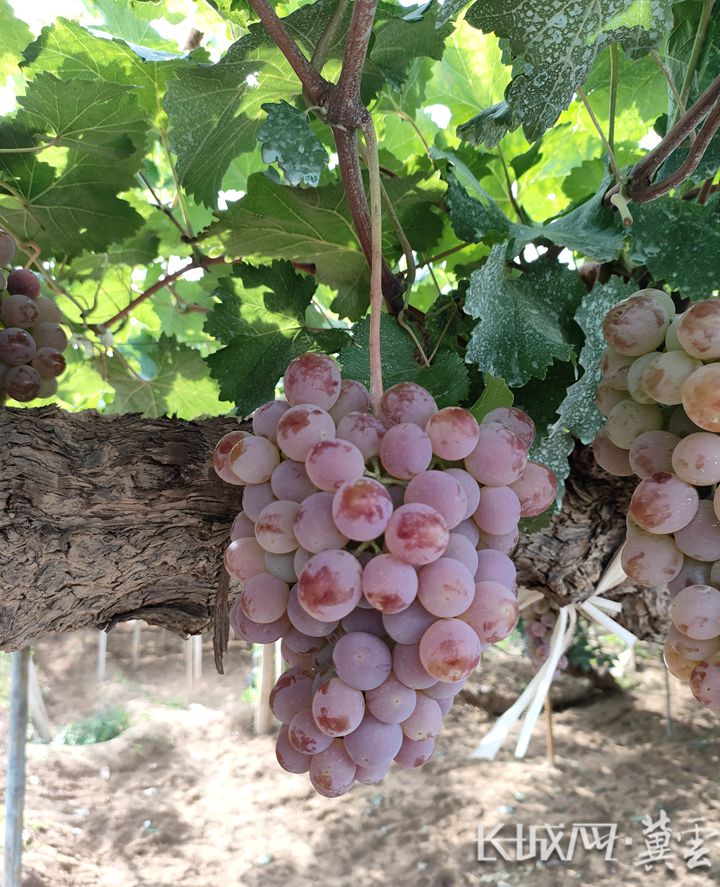 涿鹿县葡萄.河北省农业农村厅 供图