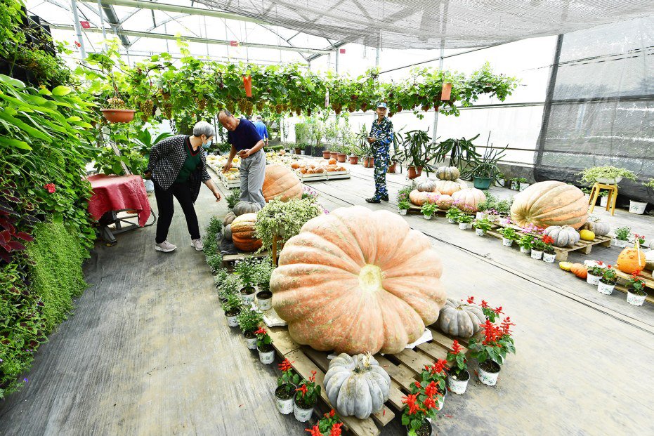 农民丰收节活动现场,正在进行农产品展示.记者 唐建/摄