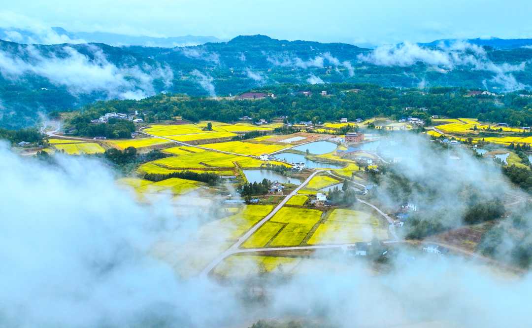 四川通江:现代农业助力乡村经济发展|经济发展_新浪财经_新浪网