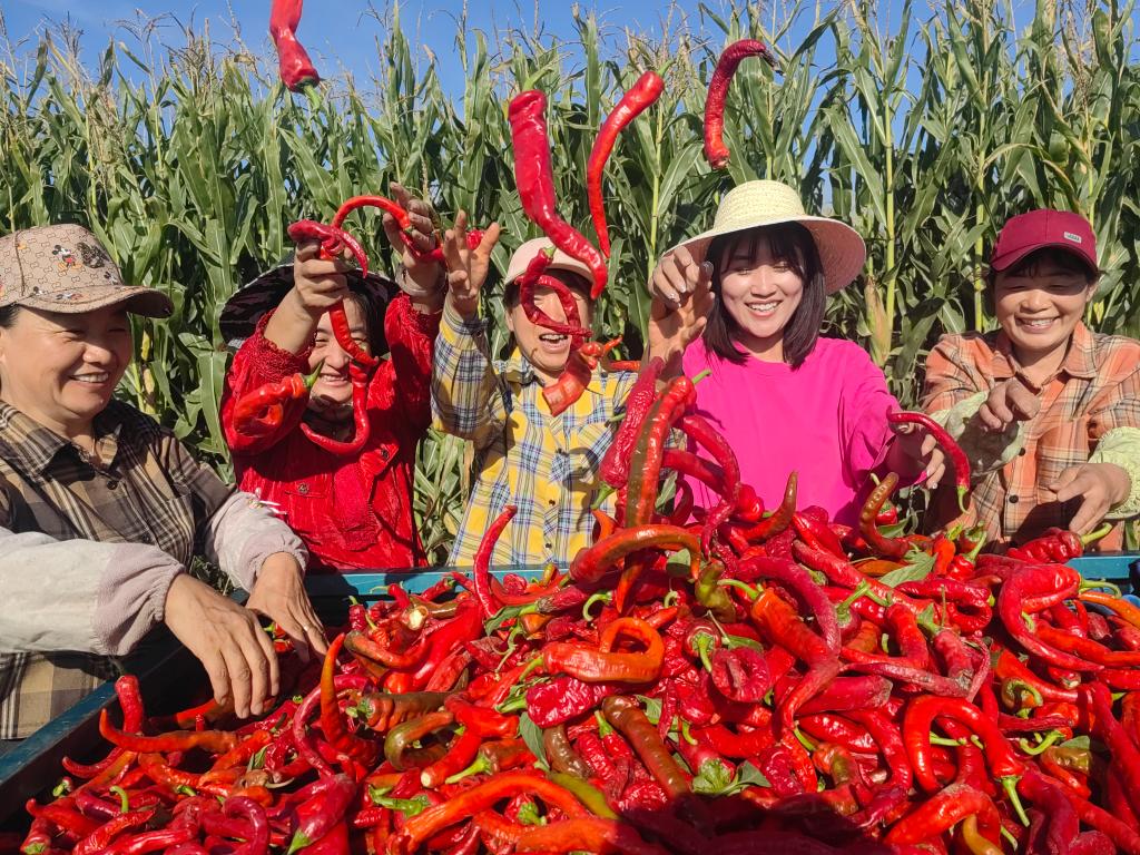 巴彦淖尔市乌拉特中旗德岭山镇四义堂村村民收获辣椒.