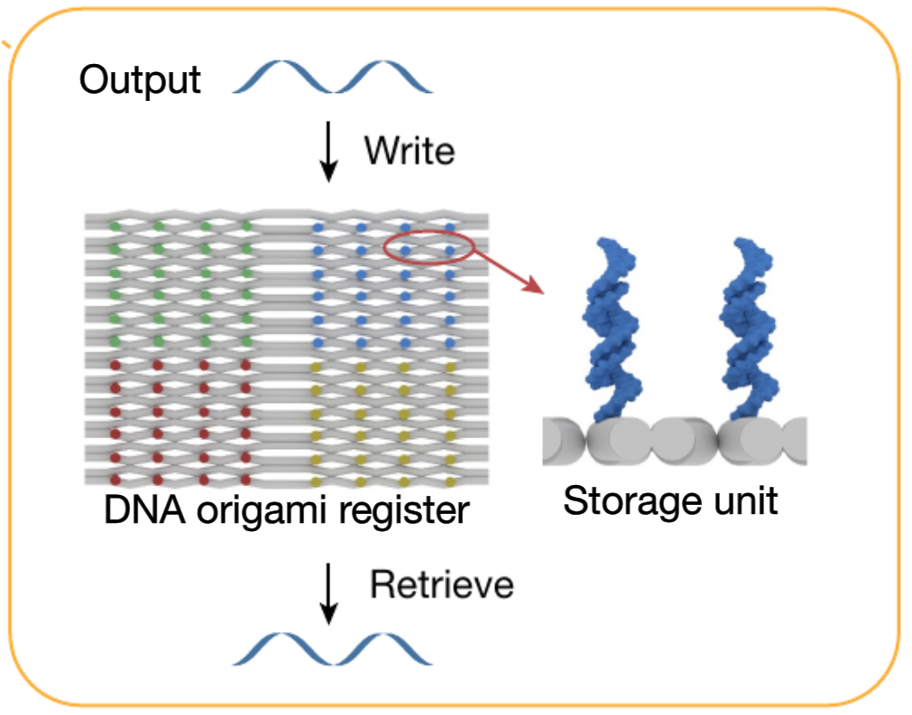 DNA 折纸寄存器。