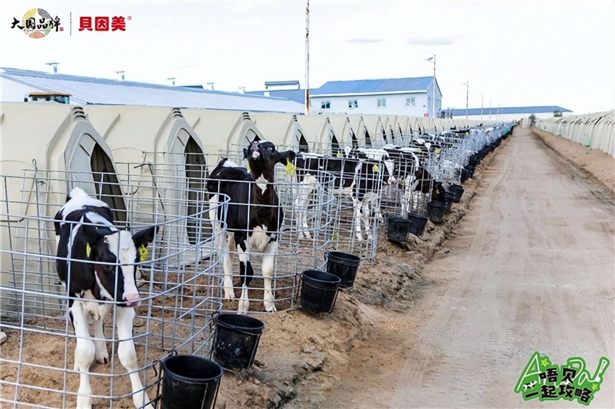 唔贝一起攻略,共创共赢 百名全国爆量门店boss/店长贝因美世界级工厂