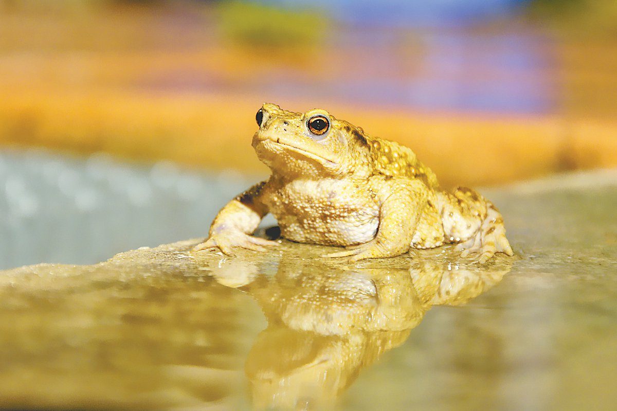 黑眶蟾蜍 捕食:黑眶蟾蜍和中华大蟾蜍有什么不同