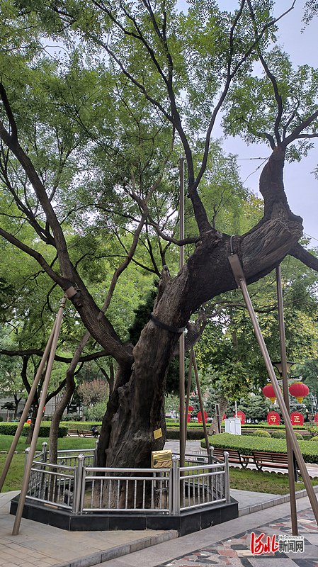 图为9月25日拍摄的正定县政府门前的一棵古槐树. 河北日报记者曹智摄