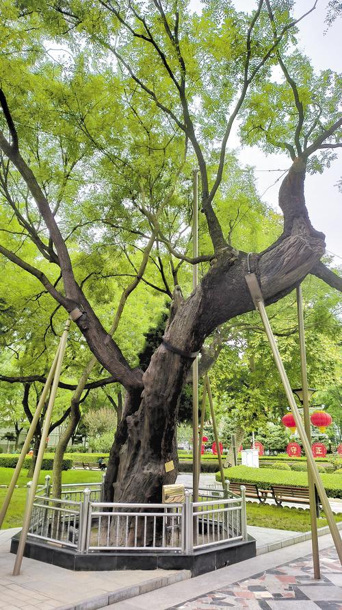 图为9月25日拍摄的正定县政府门前的一棵古槐树.