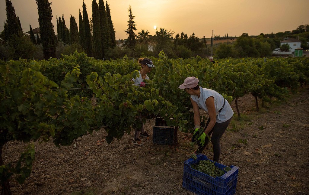 当地时间2023年7月19日，西班牙Montilla，由于高温缺水，葡萄收获季提前，工人整日整夜忙于采摘。