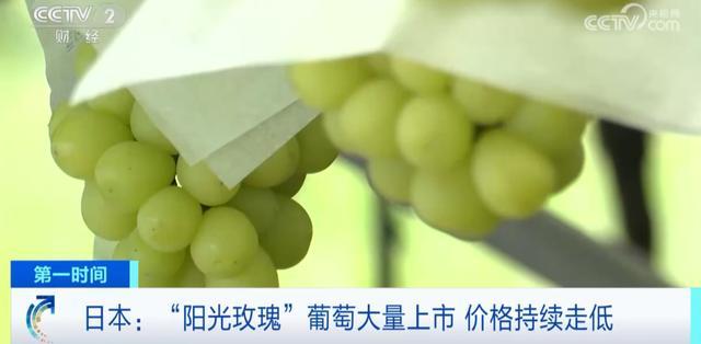 日本“阳光玫瑰”葡萄价格大降！出口量暴跌！啥情况？