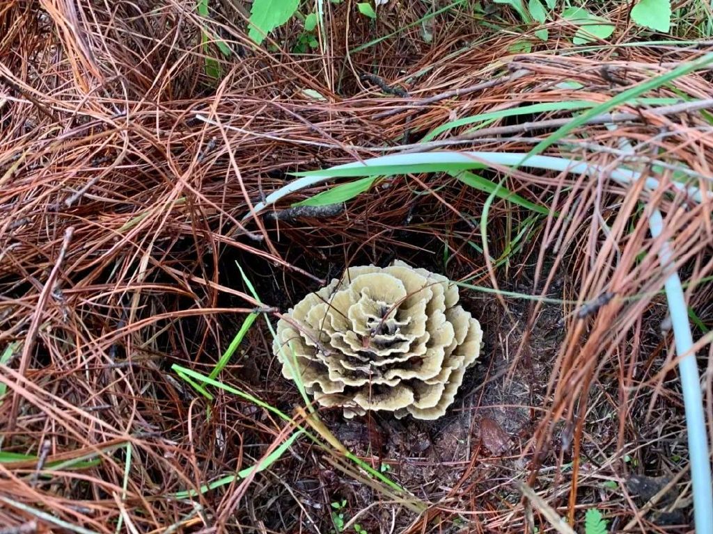 见手青爆火的秘密|野生菌_新浪财经_新浪网