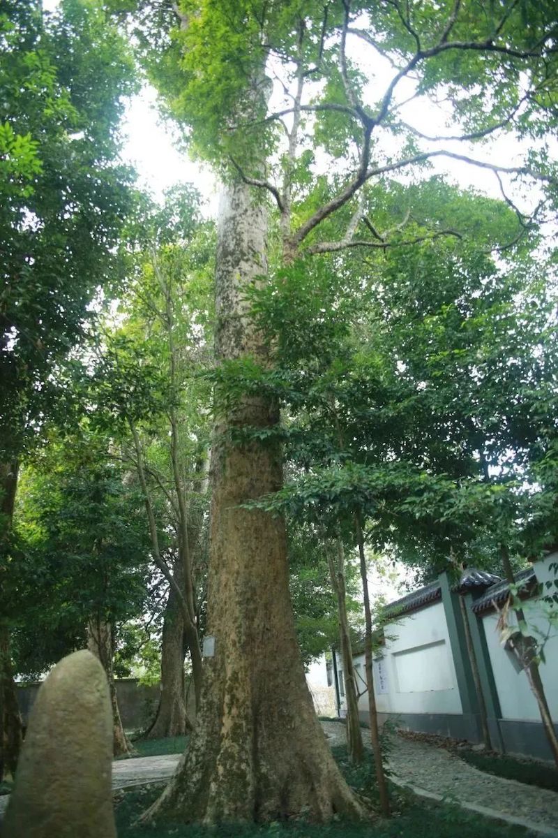 地址:宁德市蕉城区洋中镇溪旁村.图源:福建省林业局