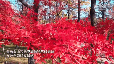 （来源：新华社）