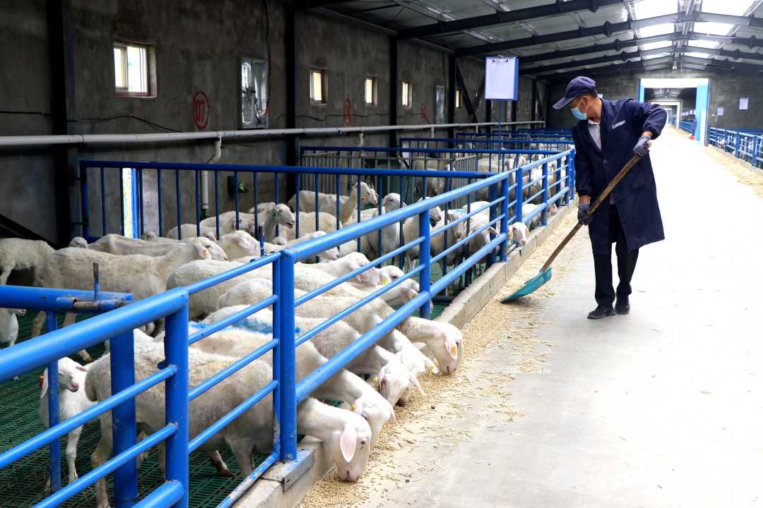 甘肃湖羊养殖基地图片