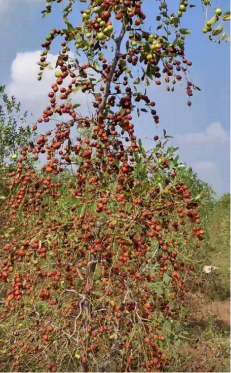 收获季的酸枣树(图片来源:受访者供图)