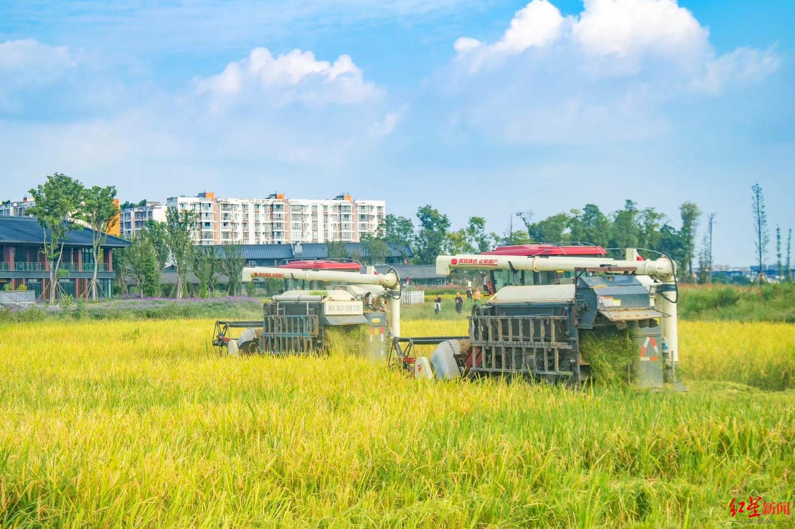 绿道骑游记音乐节成都环城生态区精彩不断14个志愿服务驿站同步上新