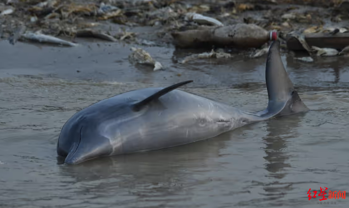 ▲上百只生活在巴西亚马孙河流域的淡水豚死亡