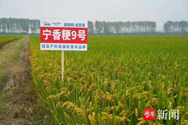 大学水稻分子遗传与育种专家万建民团队选育的优质高产早熟粳稻品种