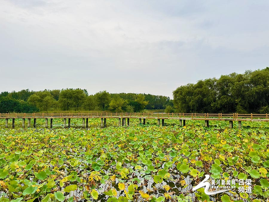 孝义孝河国家湿地公园 梁燕则摄