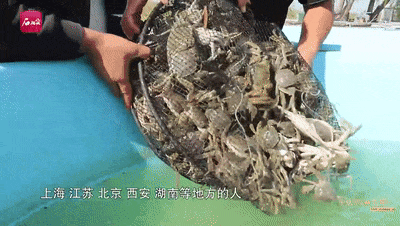 截自石榴云/新疆日报视频