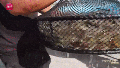 截自石榴云/新疆日报视频