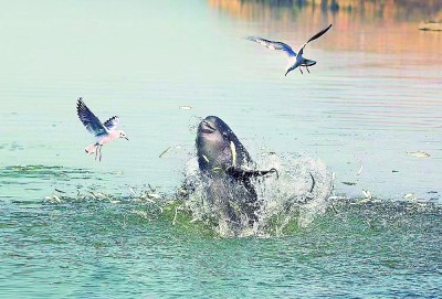 守望江豚湾|长江江豚_新浪财经_新浪网