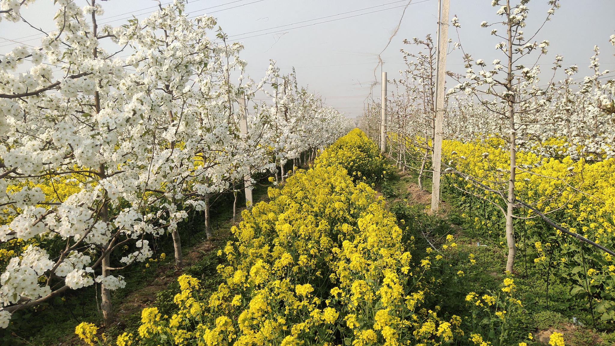 红梨香酥富农家 ——武邑县依托特色梨产业做强"农"文章|文化节_新浪