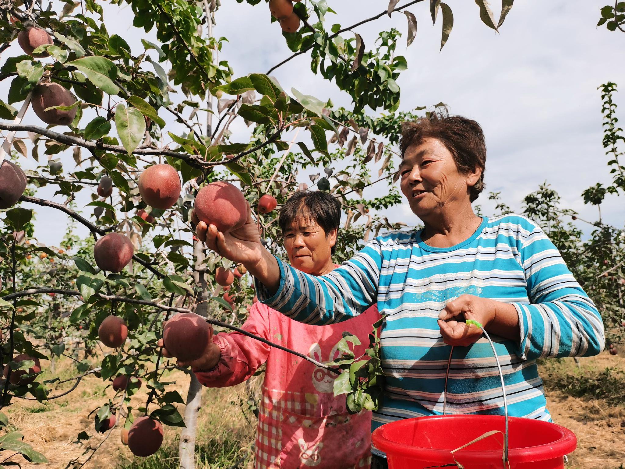 香酥红梨富农家——武邑县依托特色梨产业做强农文章|河北省_新浪财经