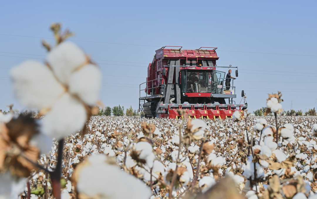 新疆棉花采收忙|新疆棉花_新浪财经_新浪网