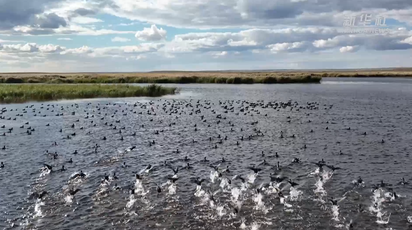 内蒙古辉河国家级自然保护区位于呼伦贝尔市西南部,境内拥有湿地,草甸